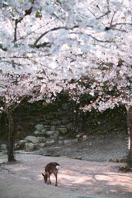 deer, japan, miyajima